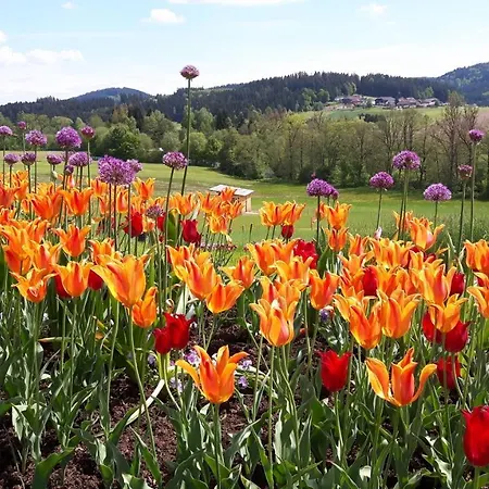 Marga's Lejlighed Lembach im Mühlkreis